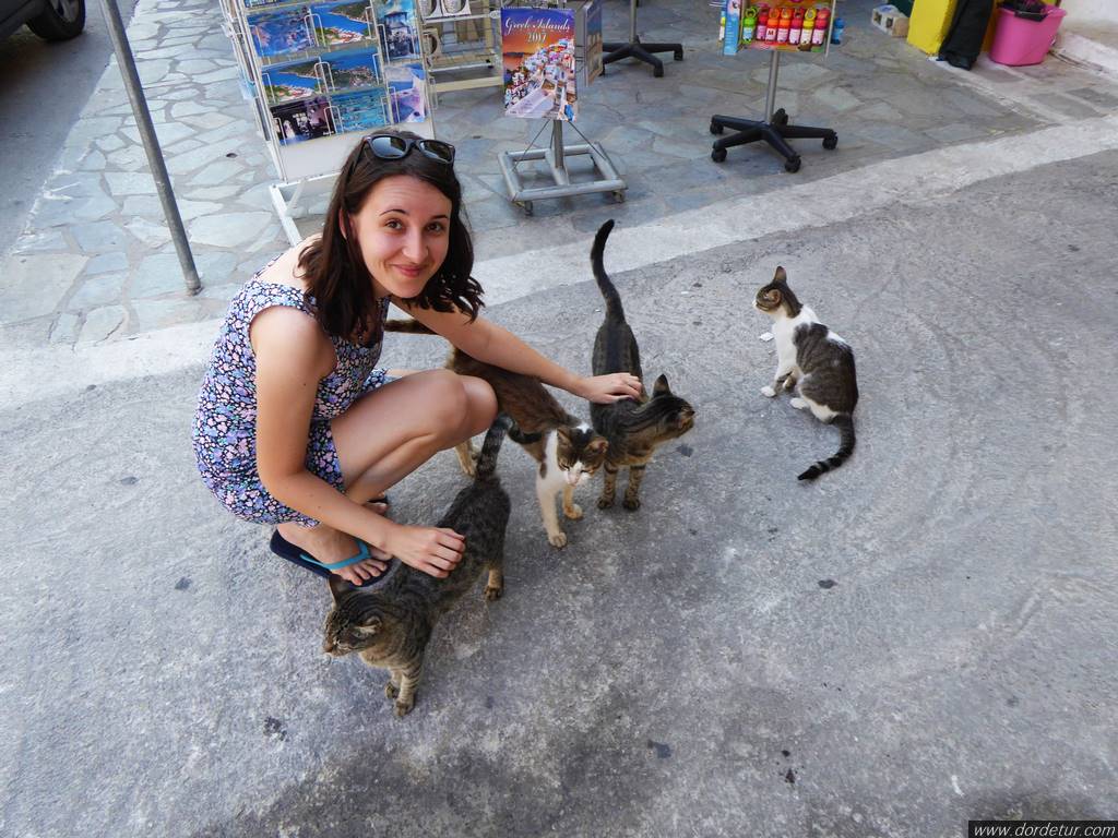 pisici-grecia-nidri